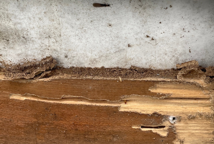 雨漏りで腐食した木材とシロアリ被害