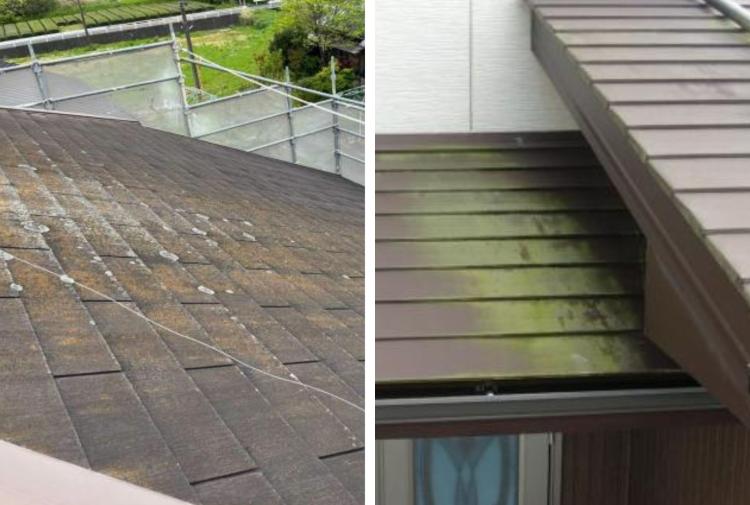 屋根のコケ拡大写真